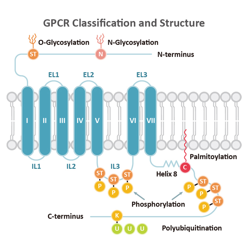 GPCR Classification and Structure